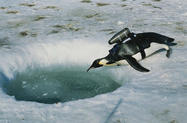 帝企鹅被戴上动物摄影机